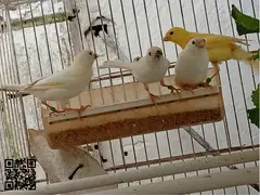 Timbrados