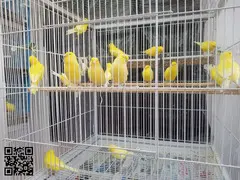 Canarias lipocromo amarillo