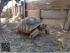 Sulcata macho