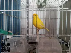 2 Canarias lipocromo amarillo