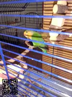 Vendo agaporni roisecolli.