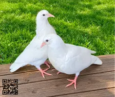 Vendo palomas blancas