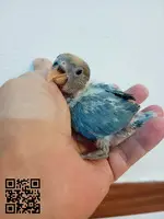 Papilleros de agapornis