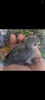 Agapornis papilleros