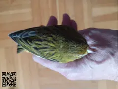 Pájaros canarios