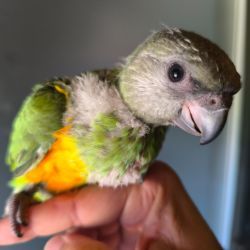 Luis