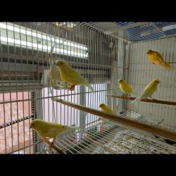 Francisco José Frutos Sanchez