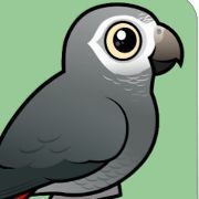 Aviario Loro Gris