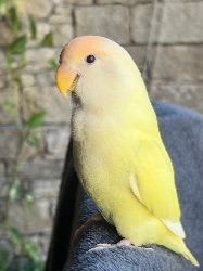 Patricia